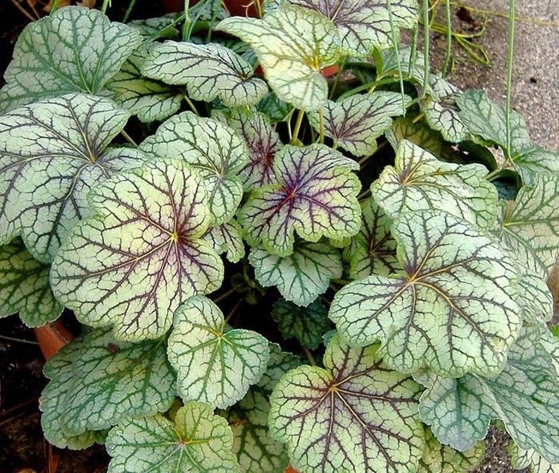 VEINED CORAL BELLS Heuchera Dale's Strain Red Pink Silver | Etsy