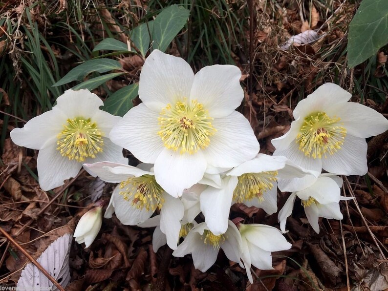 HELLEBORUS WHITE Perennial Christmas Rose Heleborus Shade | Etsy