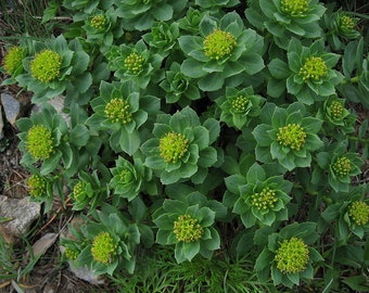 RHODIOLA, ROSEROOT Rhodiola rosea, 10 Seeds