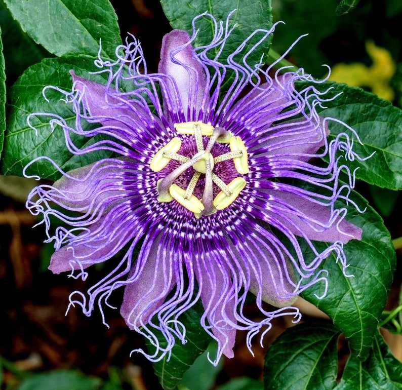 Hardy PURPLE PASSION FLOWER Vine Passiflora Incarnata Climbing Vine 5 Seeds image 7