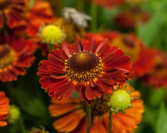 SNEEZEWEED RED COLORS Helenium Autumnale Wildflower Hardy Perennial, 10 Seeds