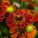 see more listings in the Perennials section