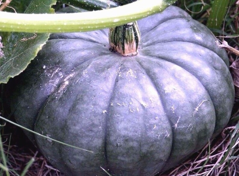 QUEENSLAND BLUE PUMPKIN Jarrahdale Cucurbita Large 10 Seeds Etsy Canada