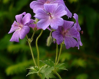 MIX COLOUR Geranium pratense Hardy Perennial, 5 Seeds