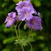 see more listings in the Perennials section