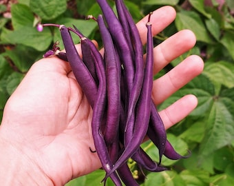 ROYAL BURGUNDY BEAN Purple Phaseolus Vulgaris, 20 Seeds