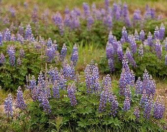 WILD BLUE LUPIN Lupinus Perennis Native Wildflower 10 Rare Seeds