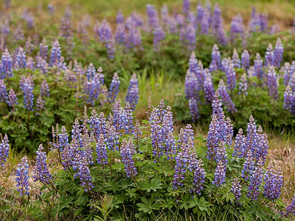 WILD BLUE LUPIN Lupinus Perennis Native Wildflower 10 Rare Etsy