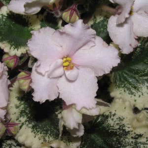 MINIATURE VARIEGATED African Violet Saintpaulia Popular House Plant Easy 10 Rare Seeds image 2