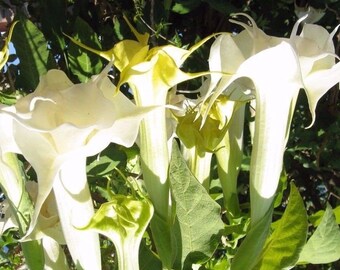 DOUBLE WHITE DATURA Quick Bloom Angel's Metel Trumpet 10 Seeds