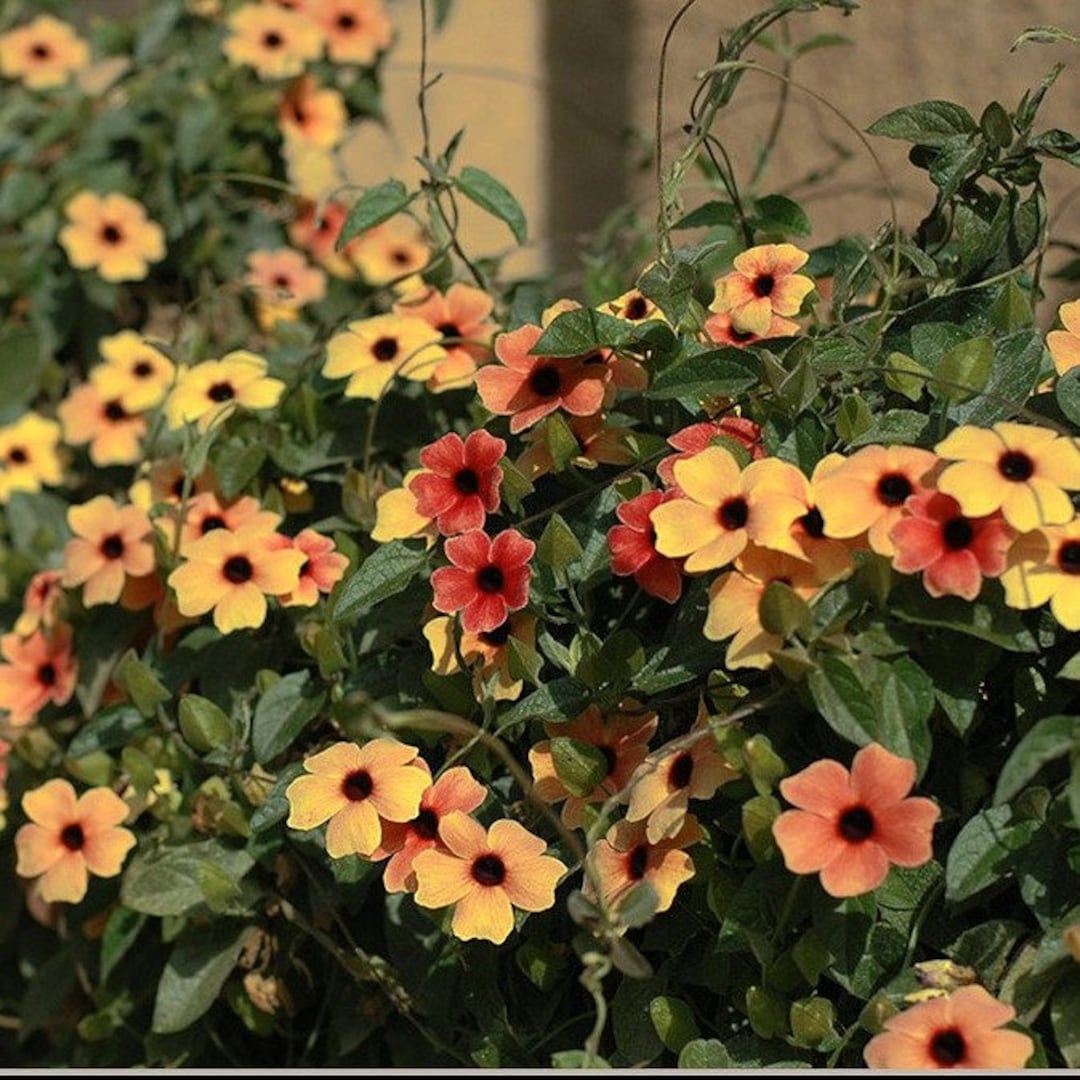 BLACK-EYED SUSAN Vine 'spanish Eyes' Thunbergia Alata, 3 Seeds - Etsy