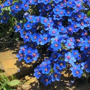 BLUE PIMPERNEL Lysimachia Anagallis Monelii 10 Seeds image 2