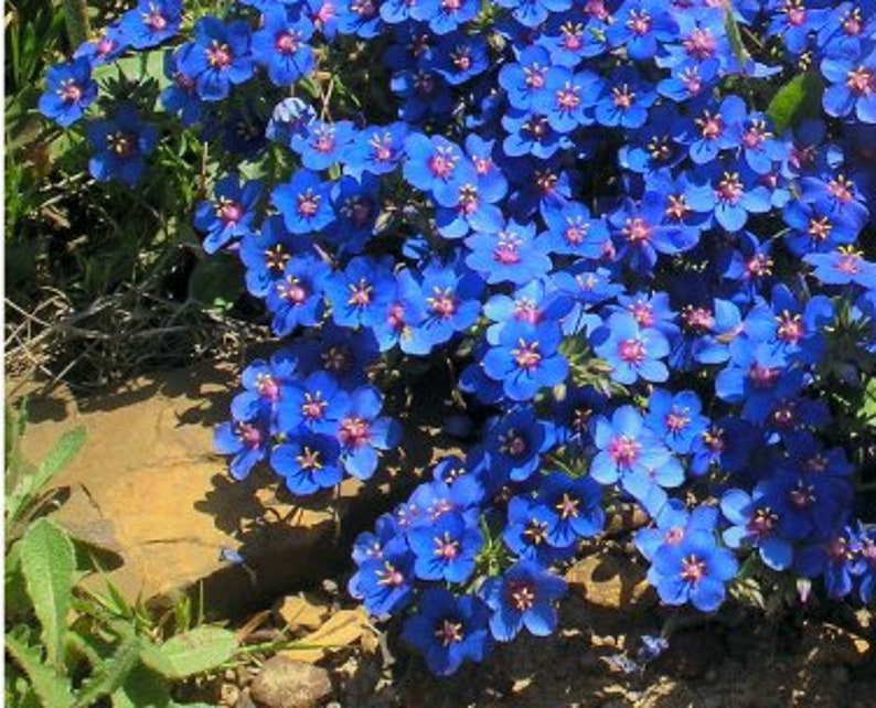 BLUE PIMPERNEL Lysimachia Anagallis Monelii 10 Seeds image 2