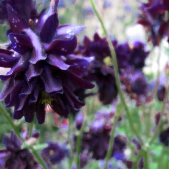 100 PURPLE COLUMBINE Aquilegia Vulgaris Flower Seeds