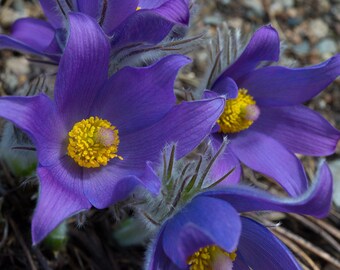 PASQUE FLOWER CUTLEAF Anemone Pulsatilla patens Hardy Perennial Blue Purple Flower, 10 Seeds