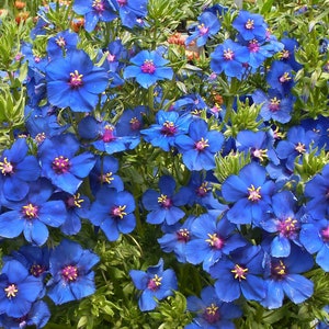 BLUE PIMPERNEL Lysimachia Anagallis Monelii 10 Seeds image 3