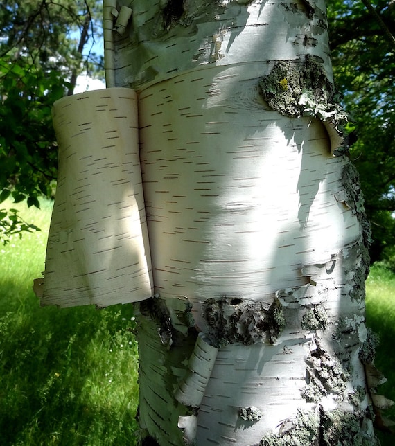 White Birch Bark, Unique Natural Piece with Polypors, Approximately 24 –  Bring Outdoors Indoors