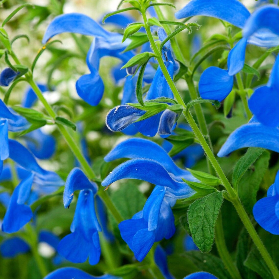 BLUE GENTIAN SAGE Salvia Patens Sky Perennial 6 Seeds Etsy