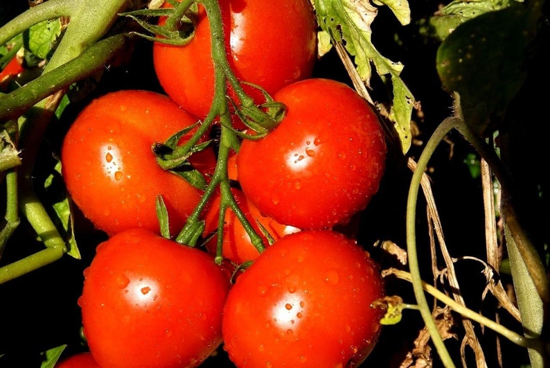 SHORT SEASON TOMATO Early Vegetable Lycopersicum Esculentum 48 Days 20 Seeds image 1