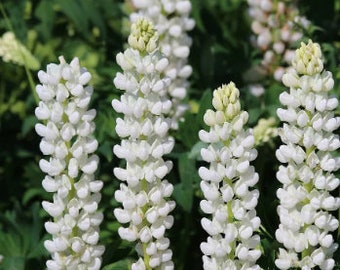 WHITE LUPIN Gallery White Lupinus Hardy Perennial Flower, 5 Seeds