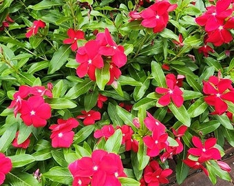 VINCA PACIFICA BOLD Mix, 5 seeds