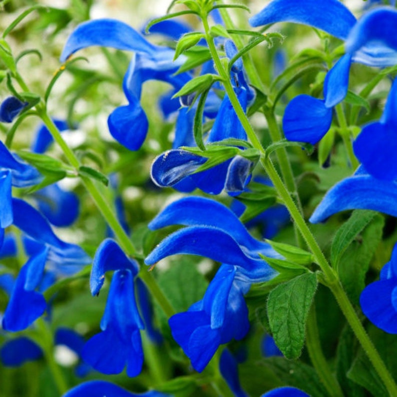 DEEP BLUE GENTIAN Sage, Salvia Patens Patio Annual Perennial, 5 Very Rare Seeds image 1