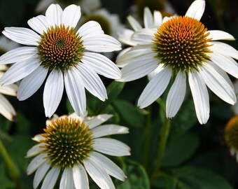 Échinacée 'Primadonna White', 3 graines rares