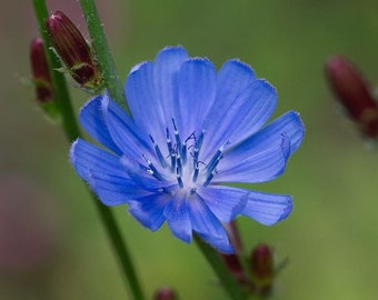 WILD CHICORY Cichorium intybus, 30 Seeds