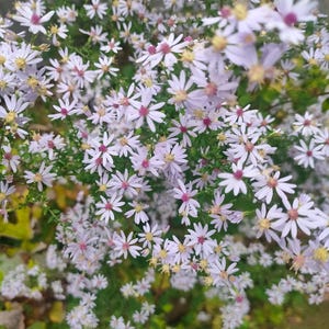 May include: A dense collection of small, pale purple flowers with yellow centres and reddish-purple accents. The flowers are set against a backdrop of green foliage, creating a natural and lively scene. The image is well-lit, highlighting the delicate details of the petals.