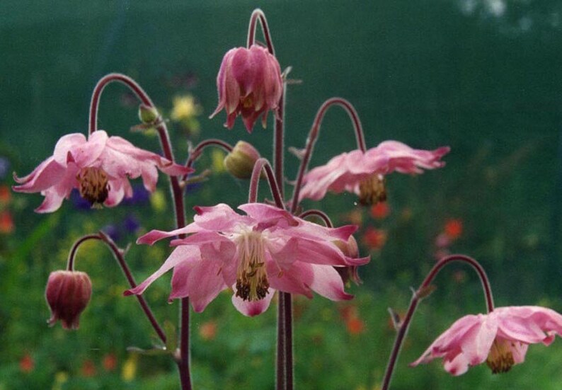 CLEMATIS FLOWERED COLUMBINE Aquilegia Clematiflora Pink Perennial, 10 Seeds image 1