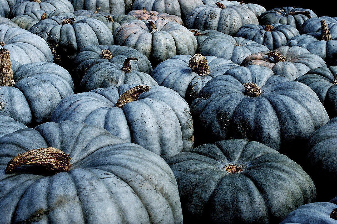 QUEENSLAND BLUE PUMPKIN Jarrahdale Cucurbita Large 10 Seeds Etsy
