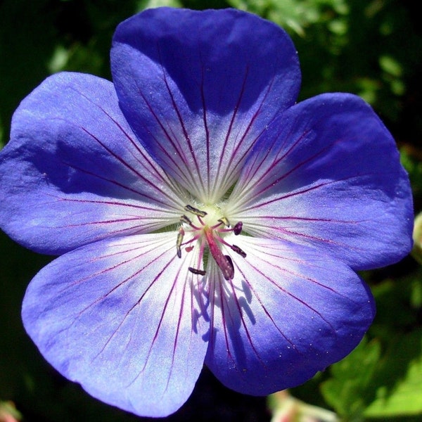 HARDY PERENNIAL GERANIUM Pratense Sky True Blue Flowers 5 Seeds