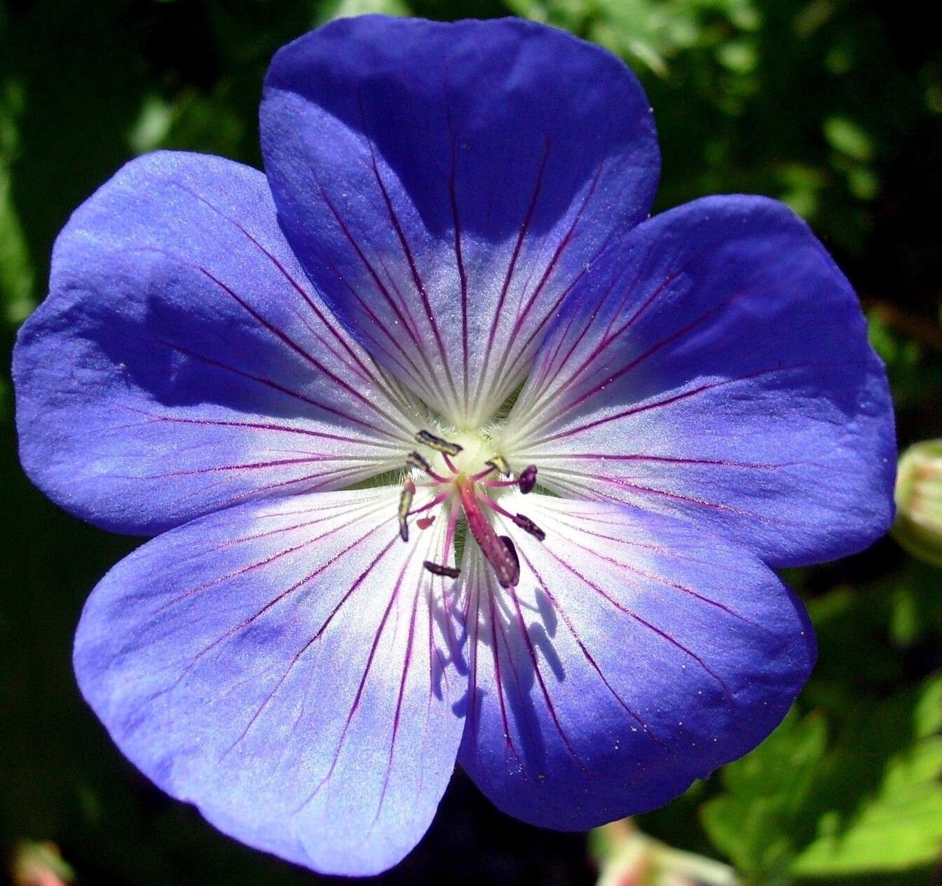 GERANIUM PUSILUM BLUE ORCHID CRANESBILL FLOWER SEEDS 60 GERANIUM PUSILUM BLUE ORCHID CRANESBILL FLOWER SEEDS 60