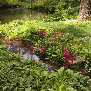 JAPANESE PRIMROSE Primula Japonica Hardy Perennial, 10 Seeds image 2