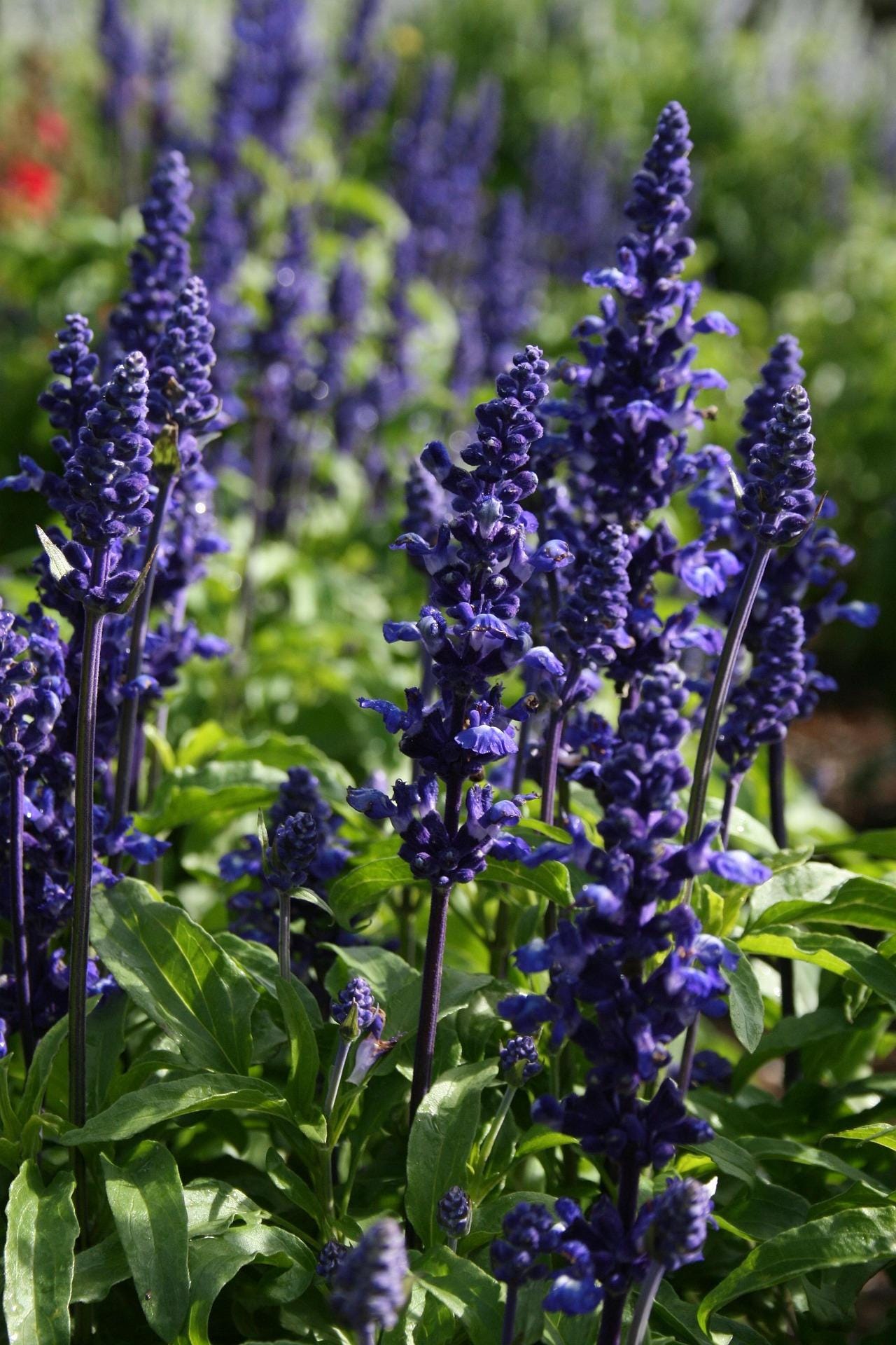 thumbnail image 2 of Blue Sage Seeds For Planting | Grow This Fragrant Perennial 2 of 13