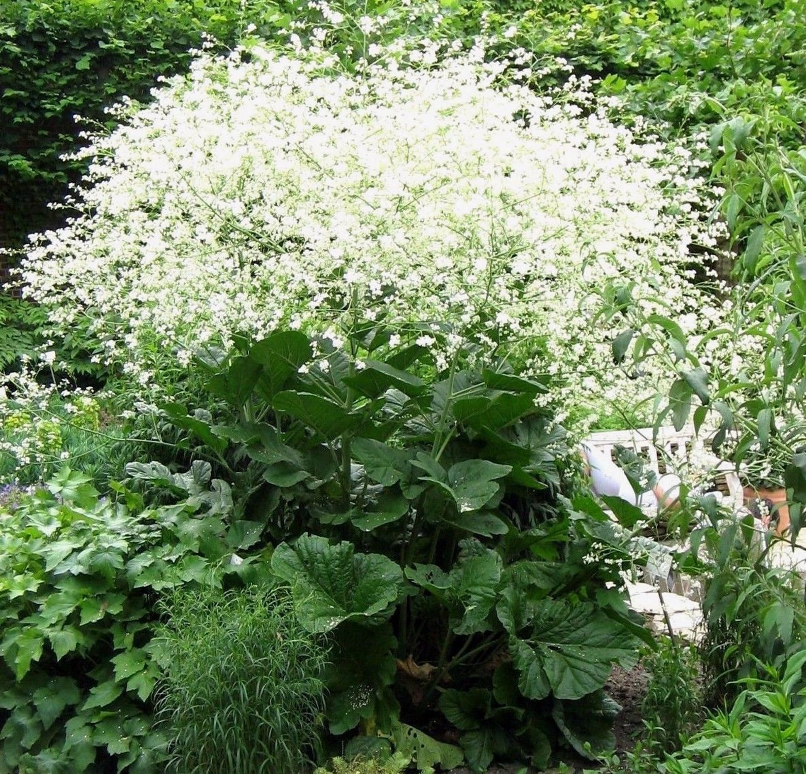 Хрен катран. Катран сердцелистный. Катран cordifolia. Катран (Crambe cordifolia). Катран сердцелистный растение.