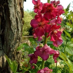 VERBASCUM TEMPTRESS FLOWER Phoeniceum Mix Mullein Perennial Mullien, 30 Seeds image 4