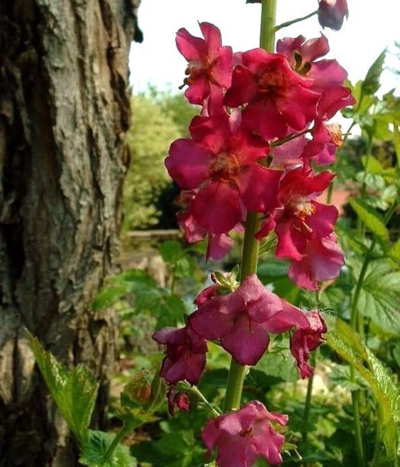 VERBASCUM TEMPTRESS FLOWER Phoeniceum Mix Mullein Perennial Mullien, 30 Seeds image 4