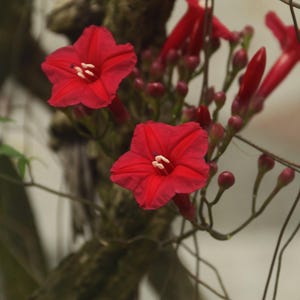 Peut inclure: Gros plan sur des fleurs rouge vif avec des pétales en forme d'étoile et des centres blancs. Les fleurs sont à différents stades de floraison, certaines étant encore en bouton. L'image capture la beauté de la nature, montrant les détails des fleurs.