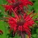 see more listings in the Perennials section