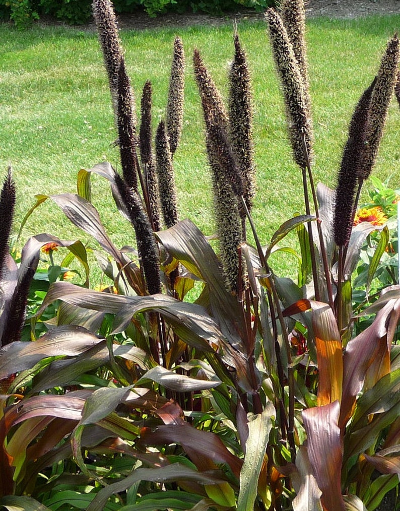 PURPLE MAJESTY Pennisetum Glaucum Nigrum Red Black Dark Etsy