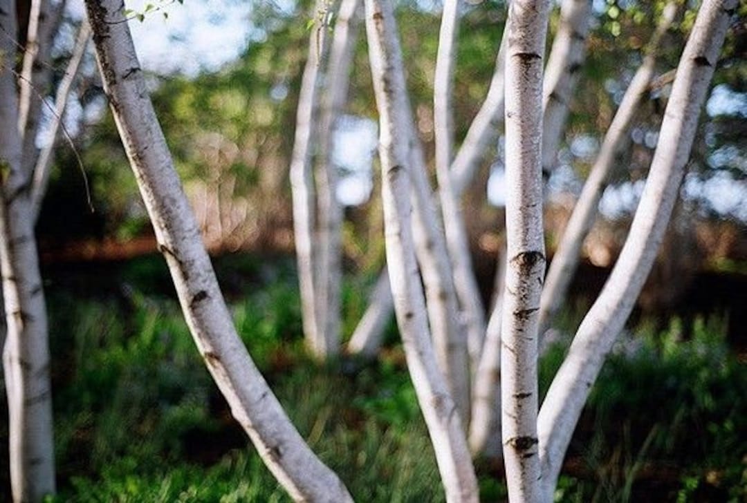 Gray Birch (Betula populifolia)