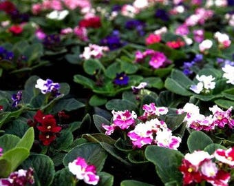 FANCY AFRICAN VIOLET Saintpaulia Popular House Plant Easy! Fantasy Mix, 10 Seeds