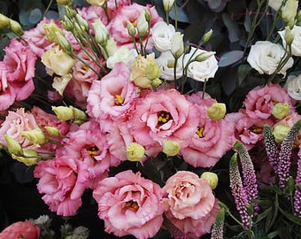 PINK LISANTHUS Double Flowers Lisianthus Eustoma, 5 Seeds