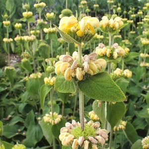 JERUSALEM SAGE Phlomis Russeliana Lampwick Plant Turkish Yellow 5 Seeds image 3