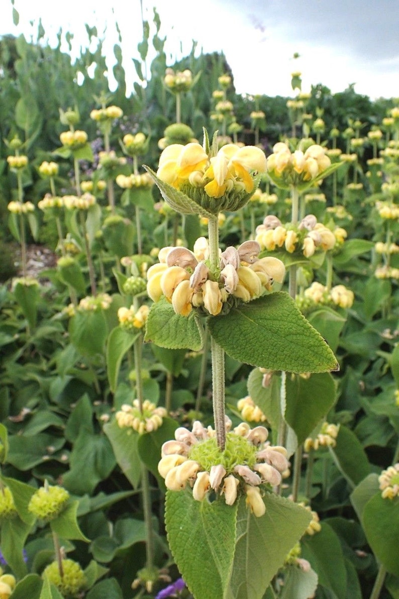 JERUSALEM SAGE Phlomis Russeliana Lampwick Plant Turkish Yellow 5 Seeds image 3