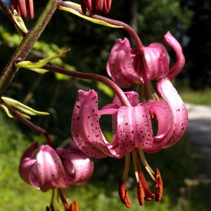 TURK'S CAP LILY Lilium Martagon Pink Mortagon Michigan Wildflower 10 Seeds image 4