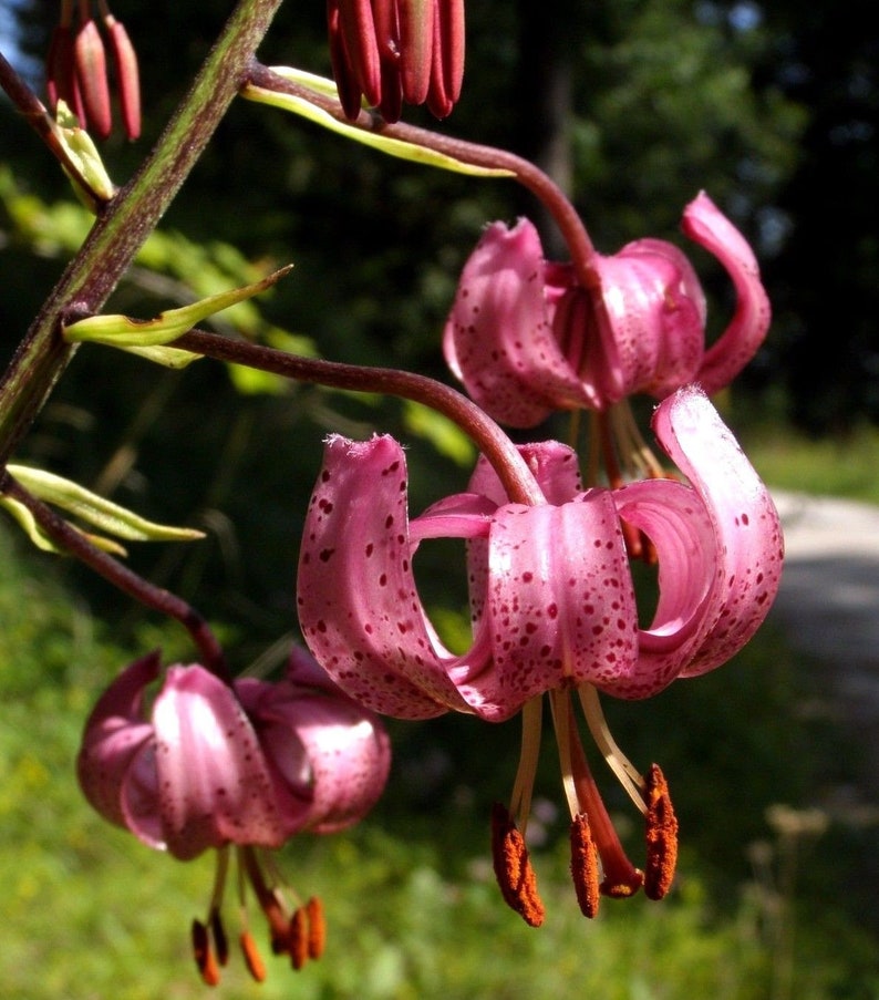 TURK'S CAP LILY Lilium Martagon Pink Mortagon Michigan Wildflower 10 Seeds image 4