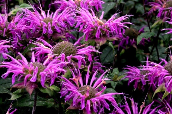 LEMON BERGAMOT Monarda Beebalm Horsemint Citriodora Pollinator | Etsy