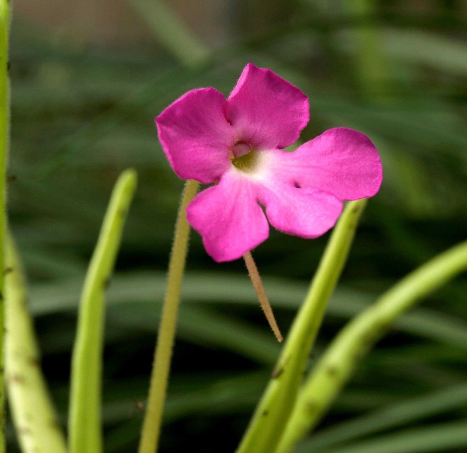 BUTTERWORT PINGUICULA Moctezumae Carnivorous 5 Seeds Etsy
